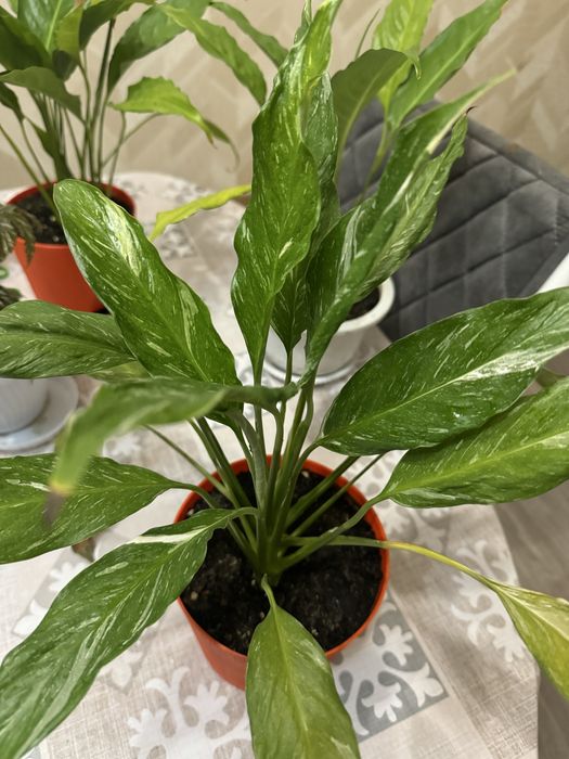 Комнатные цветы, распродажа!