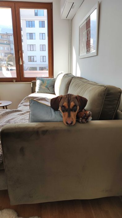 Подарявам кученце на 7 месеца