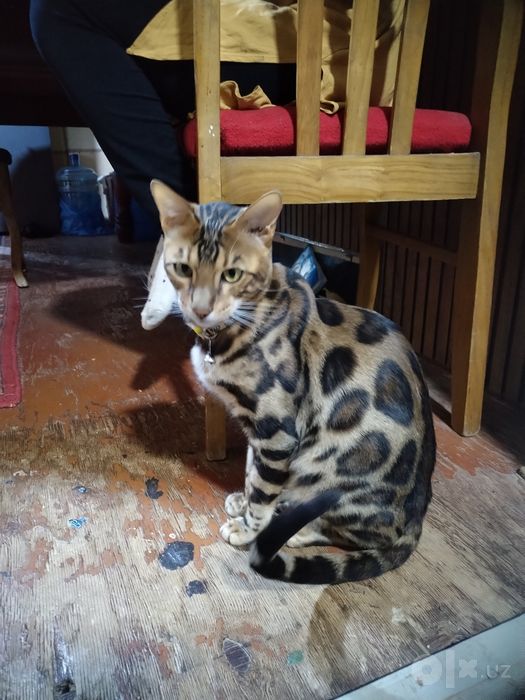bengal mushuk sotiladi