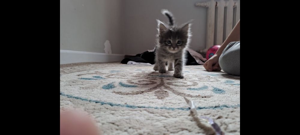 Котята мейн кун 15000тенге