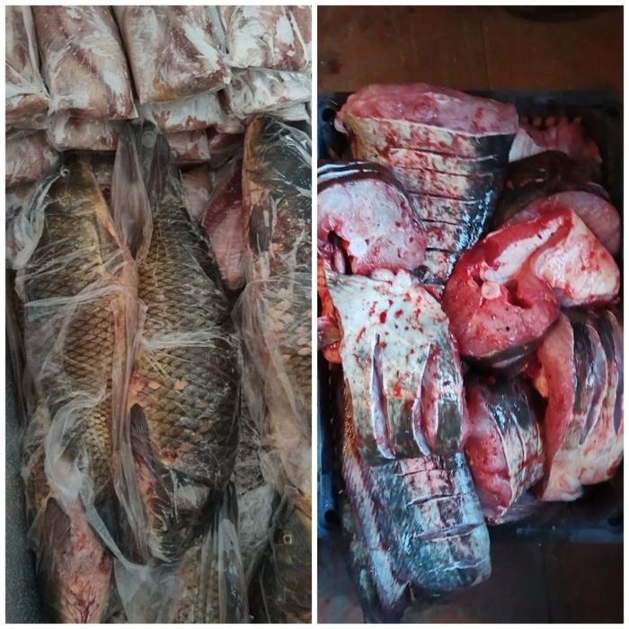 Рыба сом кусковой есть стэйк сома