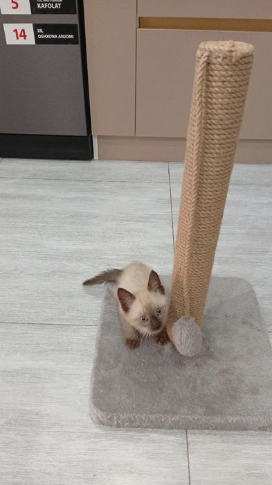 Киса Мушукча Киз бола