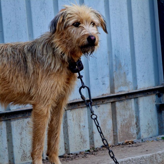 Собака из приюта Хвостатый Рай