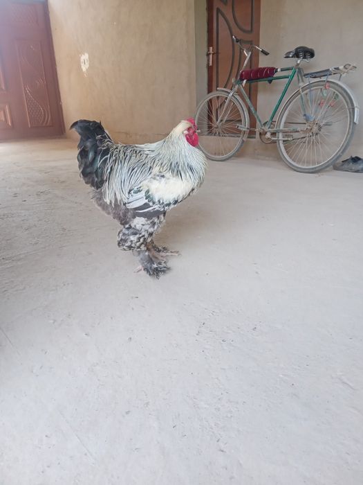 Брама Хуроз сотилади соглом