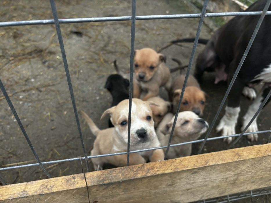 Puiuti American Staffordshire Terrier