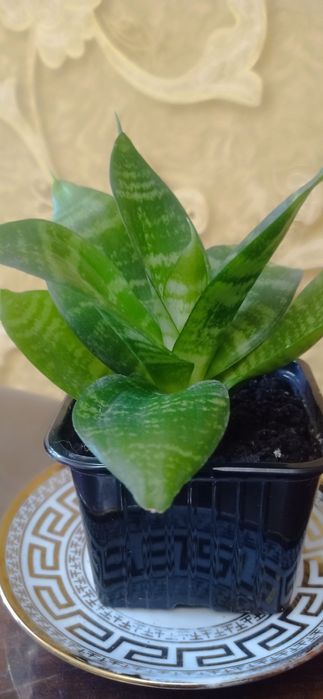 Коланхое лечебное и другие.