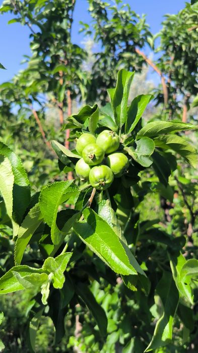 Продам дачу в Атырау, р-н Бугорки
