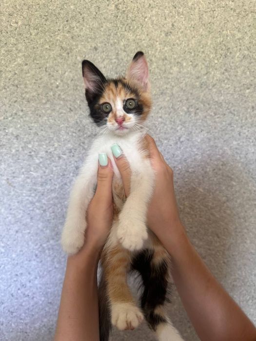 Отдаем даром котят