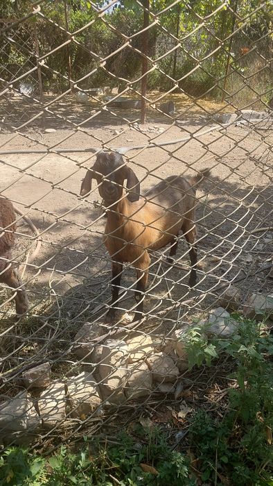 Продаётся коза и барашек