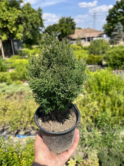 Западна Мини Туя Теди