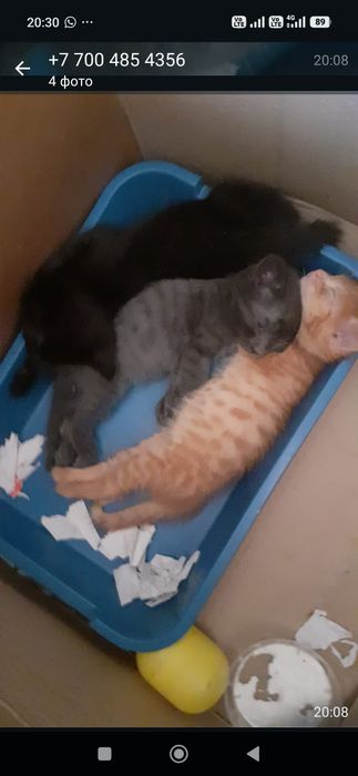 Животные, котята