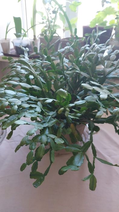 Цветы комнатный разный