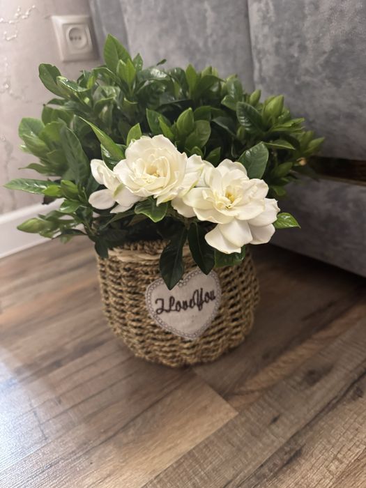 Гардения  многолетняя