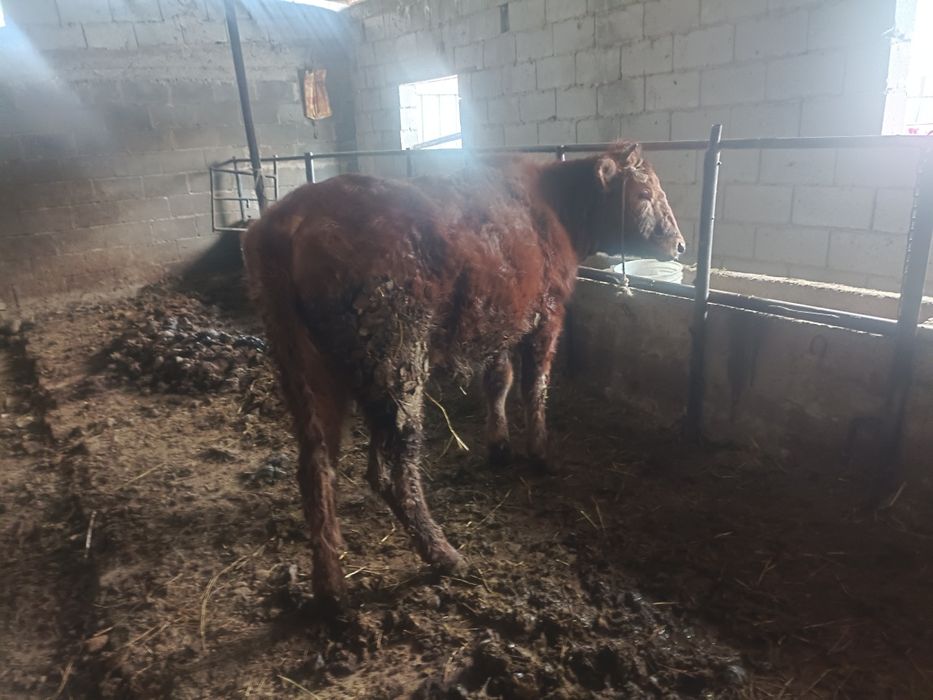 Құнажын тёлка ұрғашы