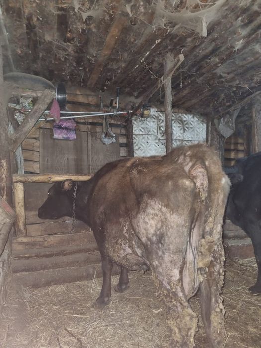 Продам дойную корову