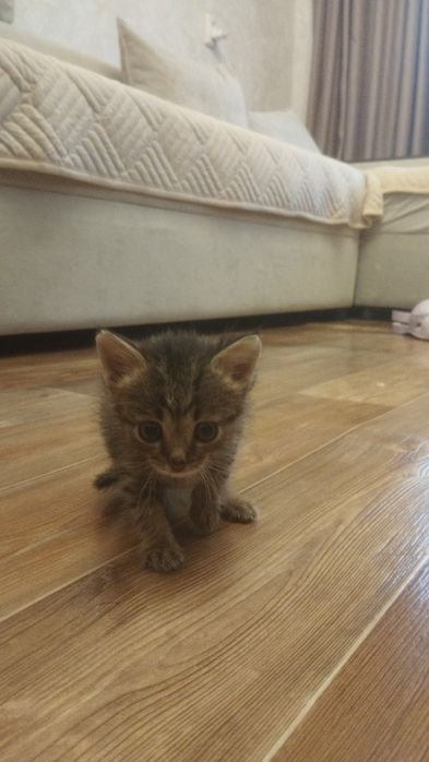 Малыши ищут дом.
