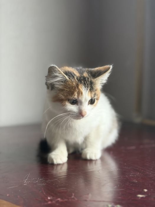 Месячный котенок ищет дом