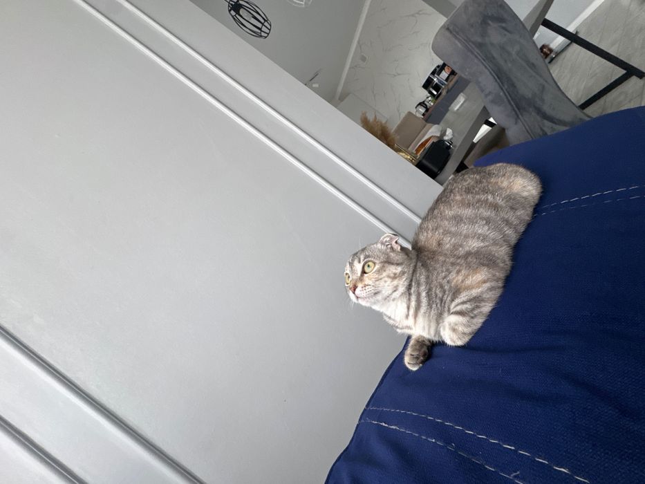отдам кошечку в добрые руки