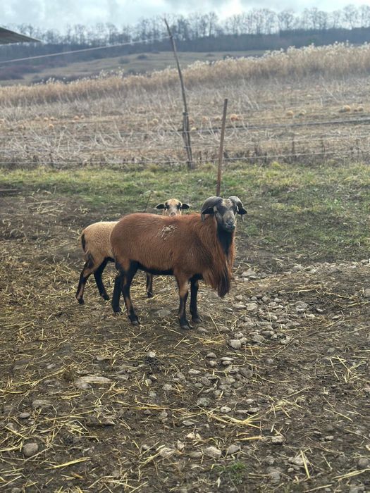 Oi de Camerun si Berbec