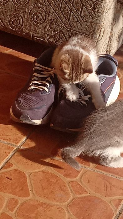 Котята бесплатно