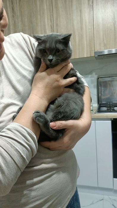 кошка в хорошие руки