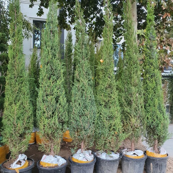 Кипарис маржвеник туя крим сасна арча archalar бошка дарахт келиштирил