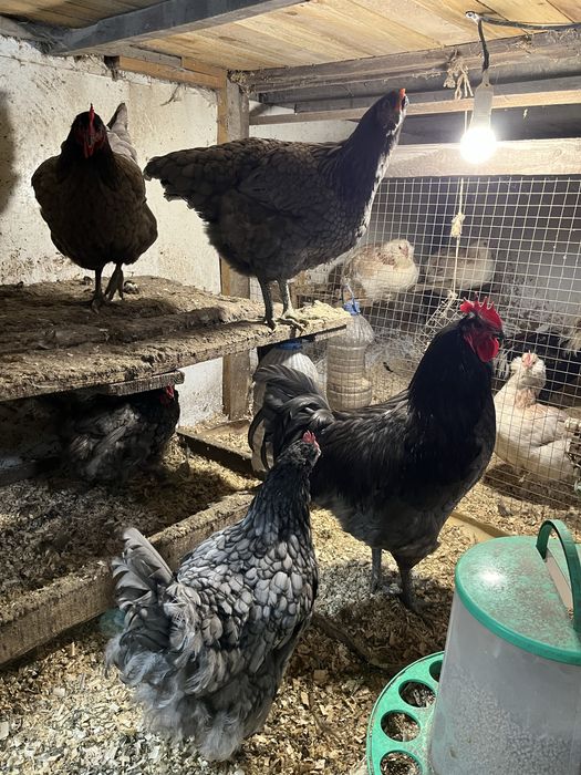 инкубационные яйца