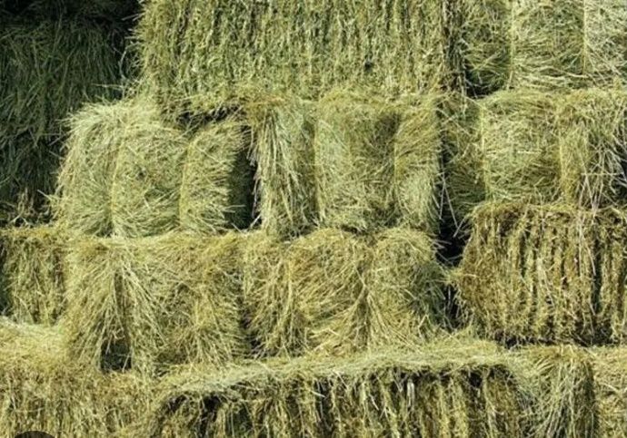 Жоңышқа және шөп сатамын