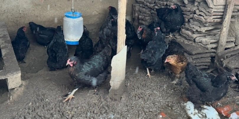 Легхорн и Лавандула , Ломан Браун , Араукана, Австралоп! -гр.Плевен