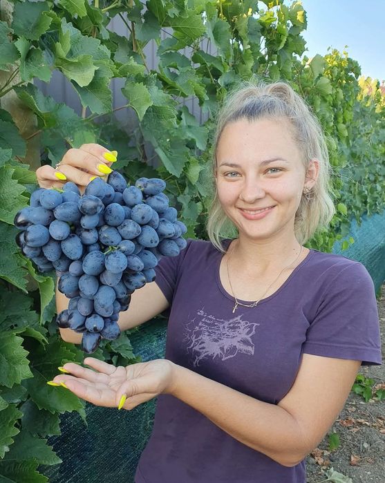 Vita de vie anul 3 la ghiveci