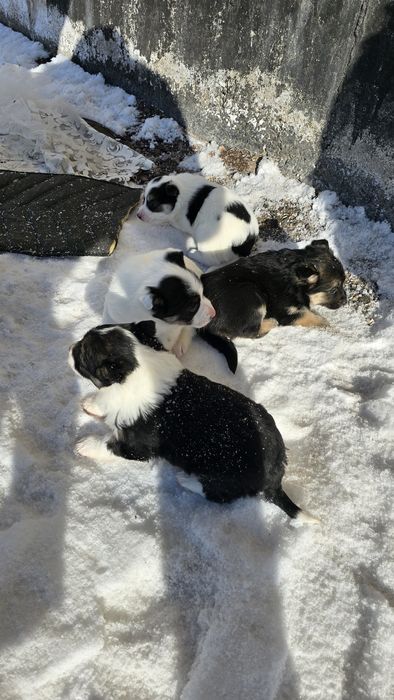 Щенки бесплатно.