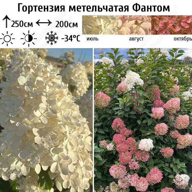 Саженцы гортензий