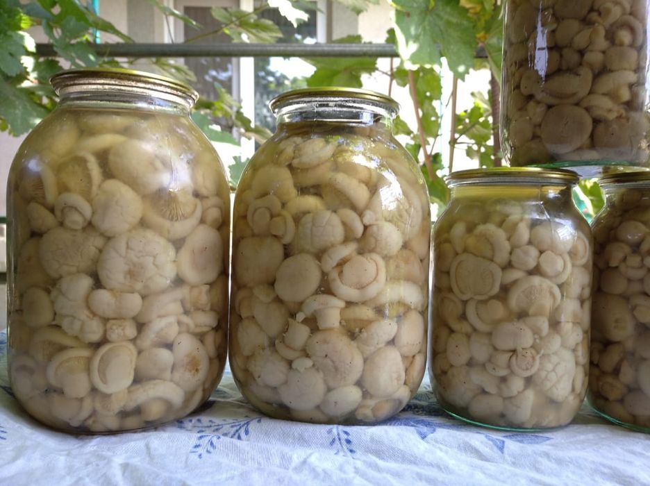 Белый горный гриб 3500