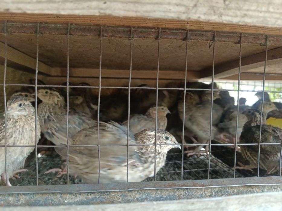 Продам перепелок несушек