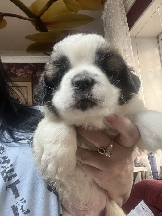 Щенки сенбернара