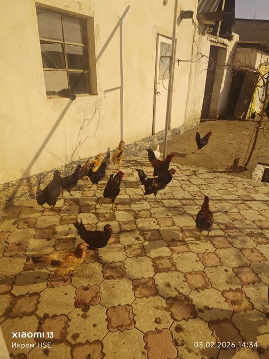 Хонаки товуклар сотилади