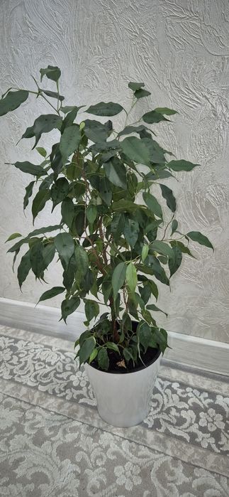 Комнатные цветы.