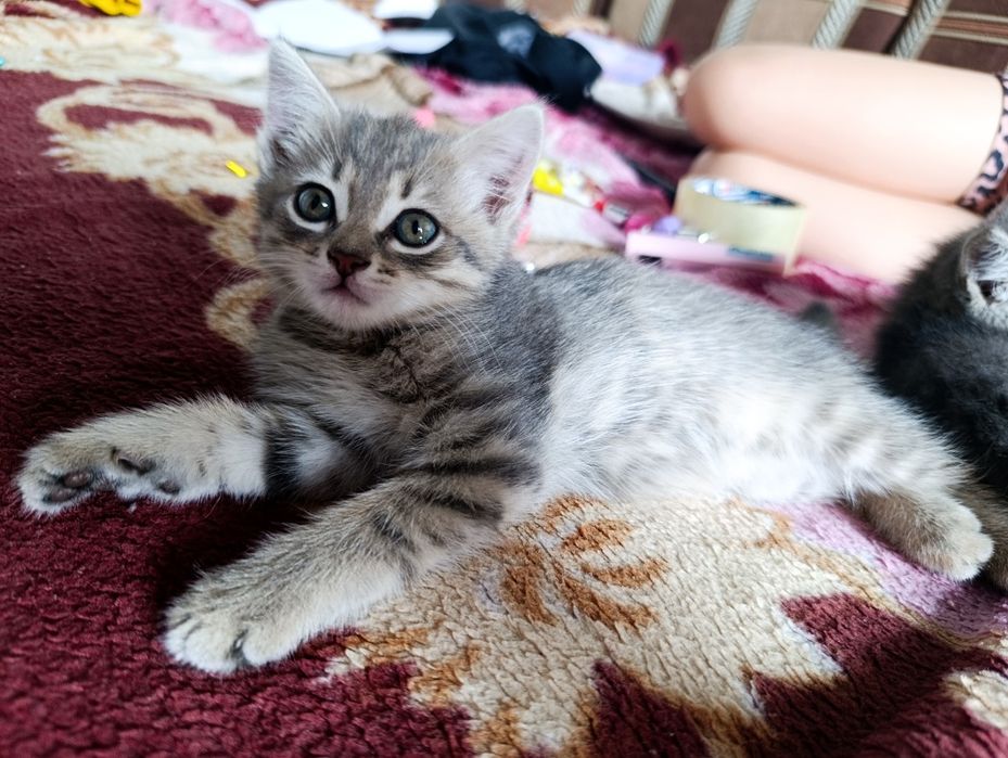 Отдам котят( девочки)