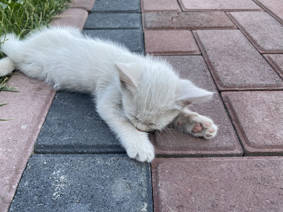 Ищем дом для 2-месячного котенка.