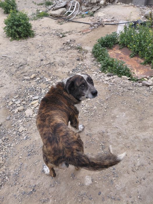 Собака хорошие руки.