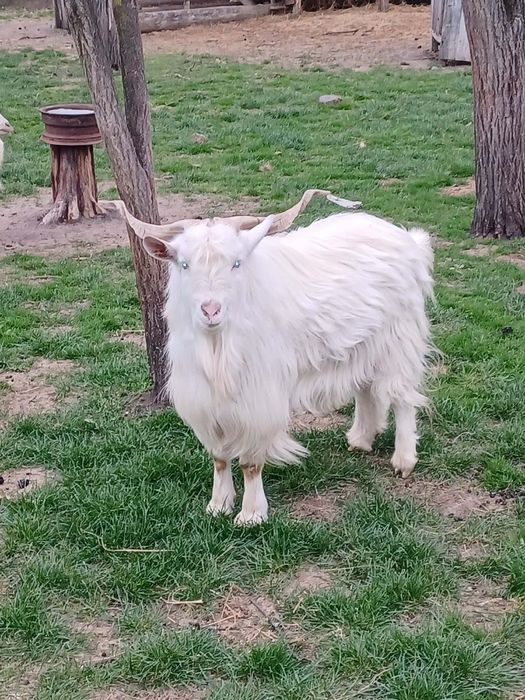 Vând o capra și un țap