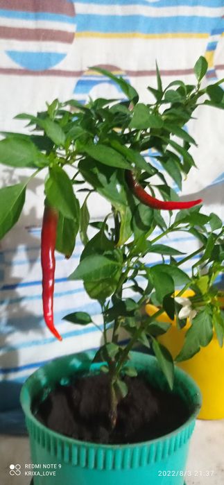 Комнатный острый перчик 2000