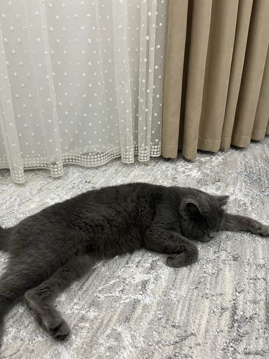 Mushik sotiladi zotli