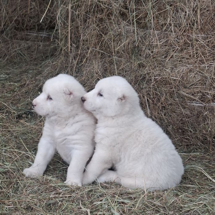 Продам щенков Алабая