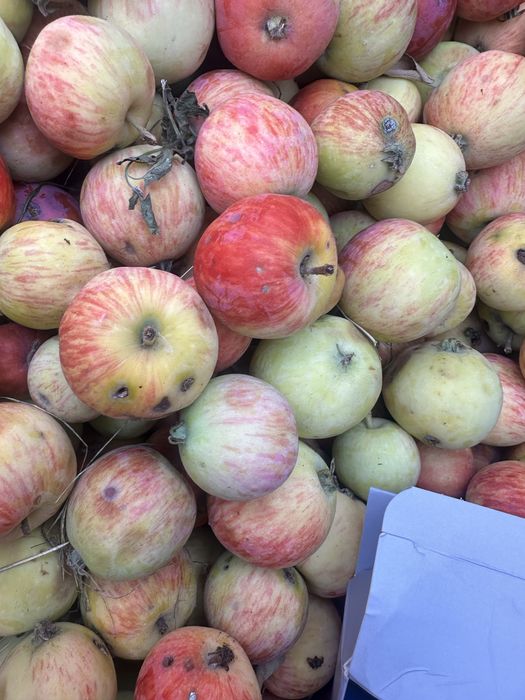 Продам яблочки для варенья