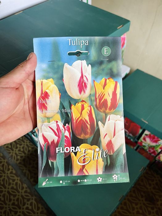 Луковичные растения Сортовые