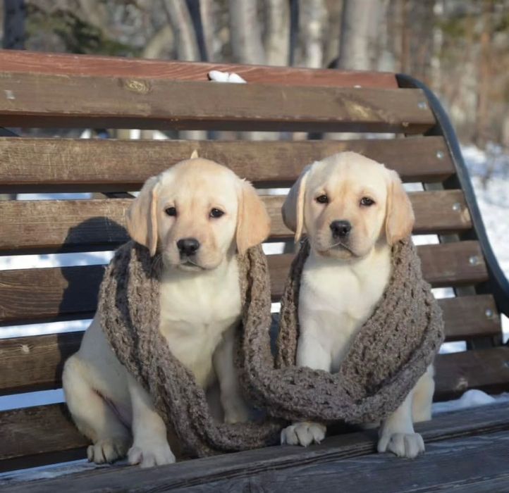 Продаются Щенки Лабрадора