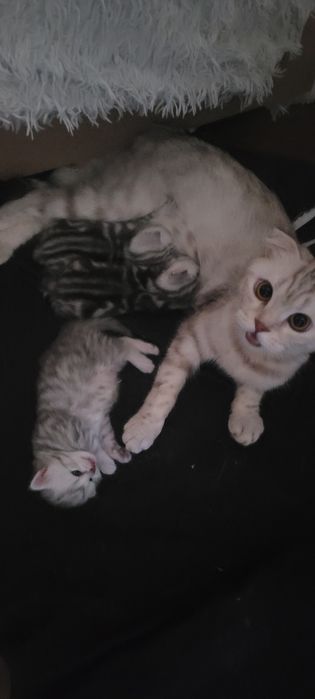 Продажа шотландские котята