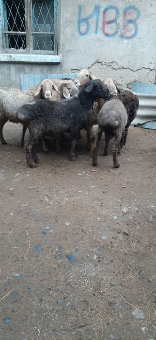 Койлар сатылады.