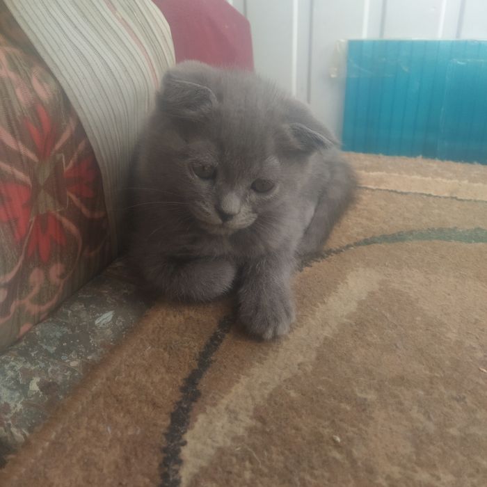 Продается котенок